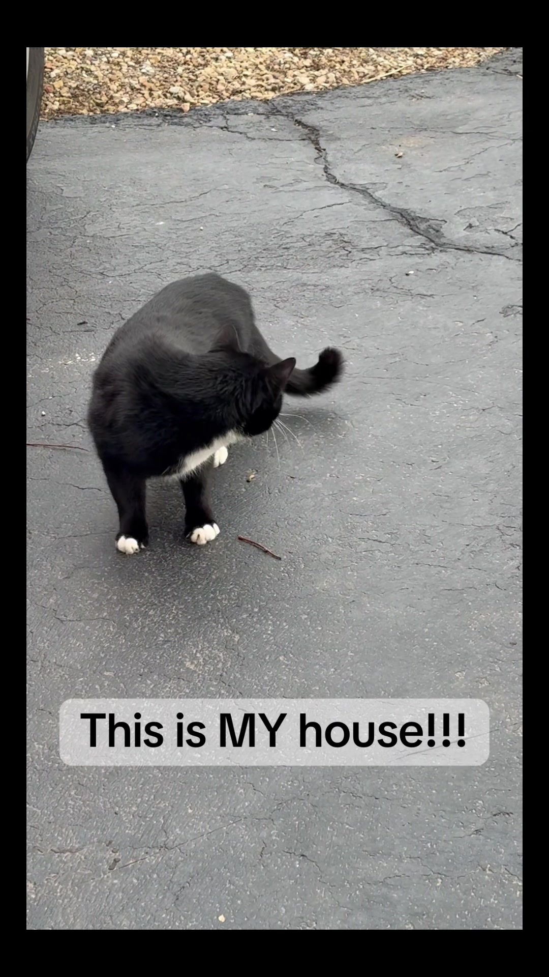 @The Appalachian kitties