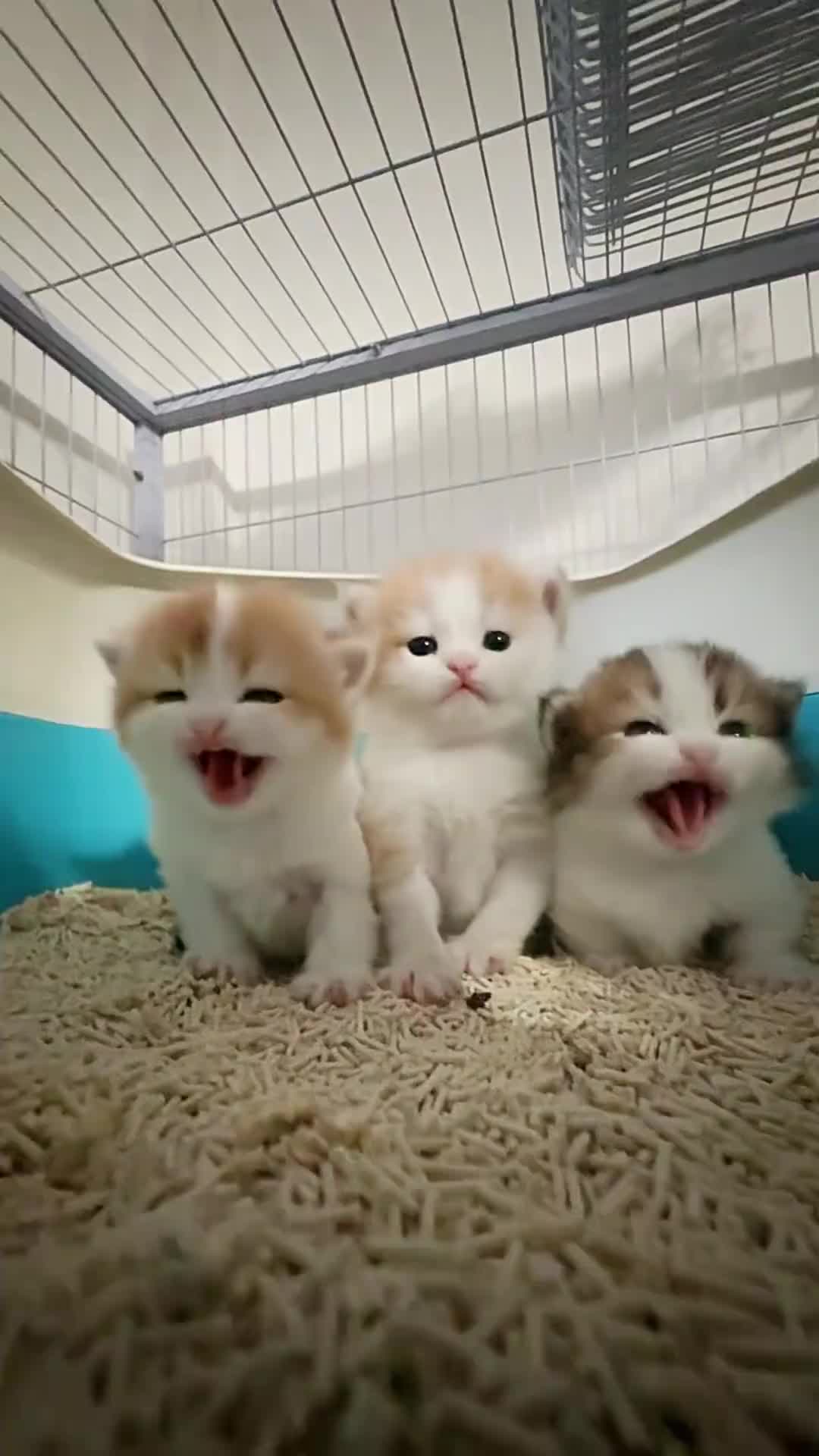 @cheerypaws
