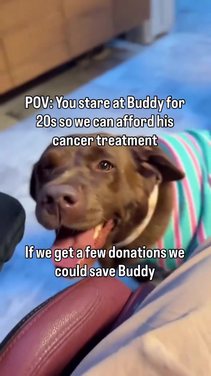 @meetlilbuddy