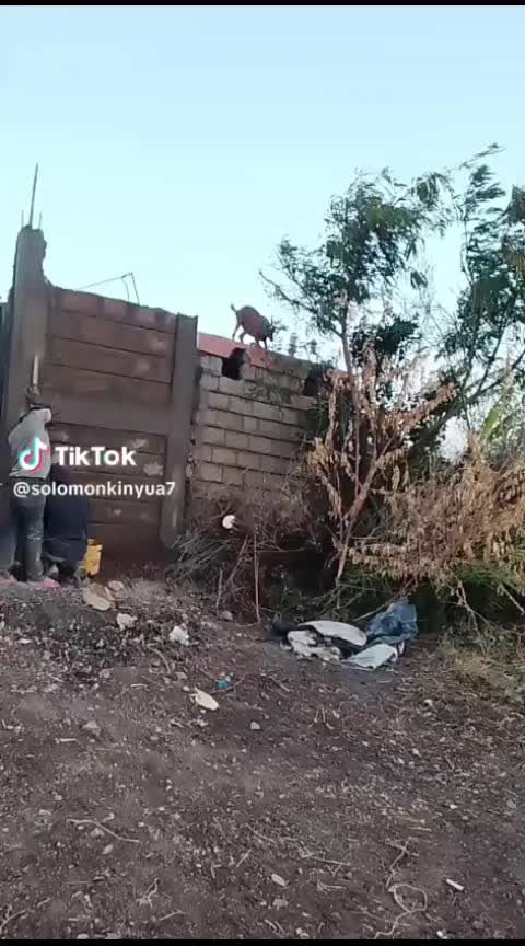 @engineer solo