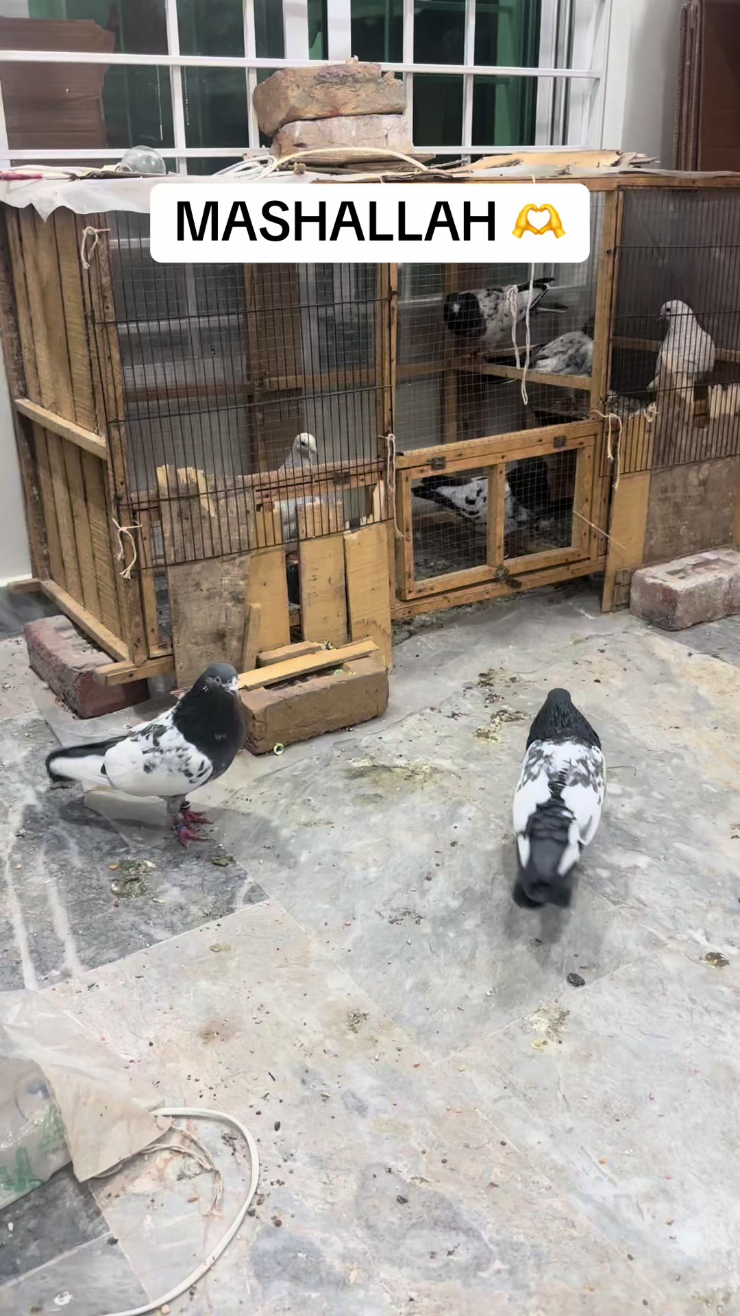 @Royal Birds 🕊️👑