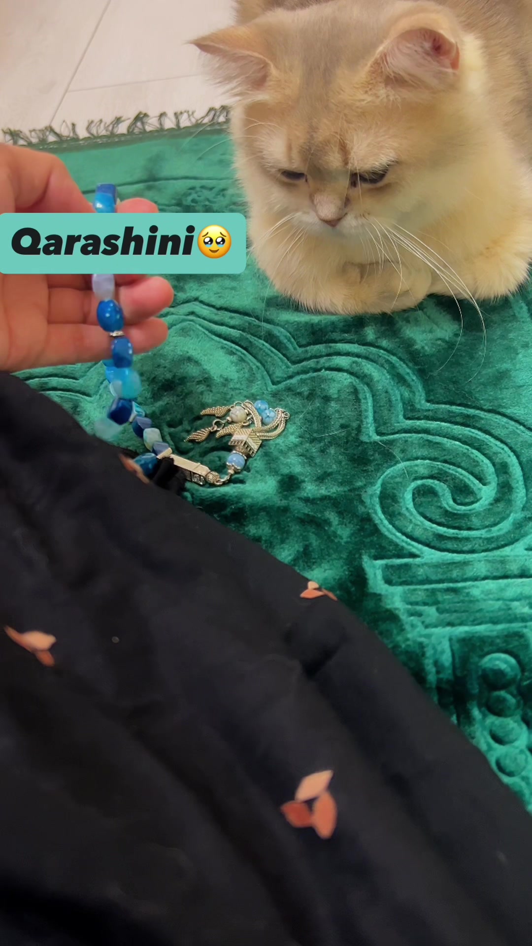 @kittens_uz