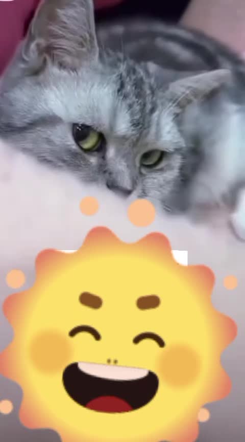 @bojone Nayo🥰