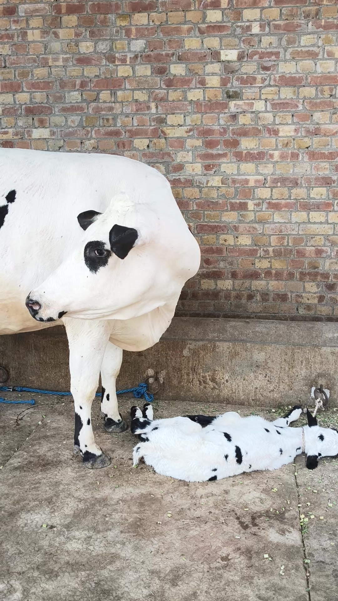 @joyia dairy farm