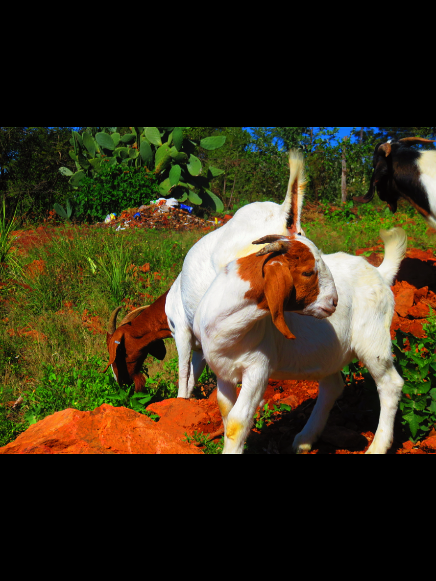 @brothersfarmlivestock