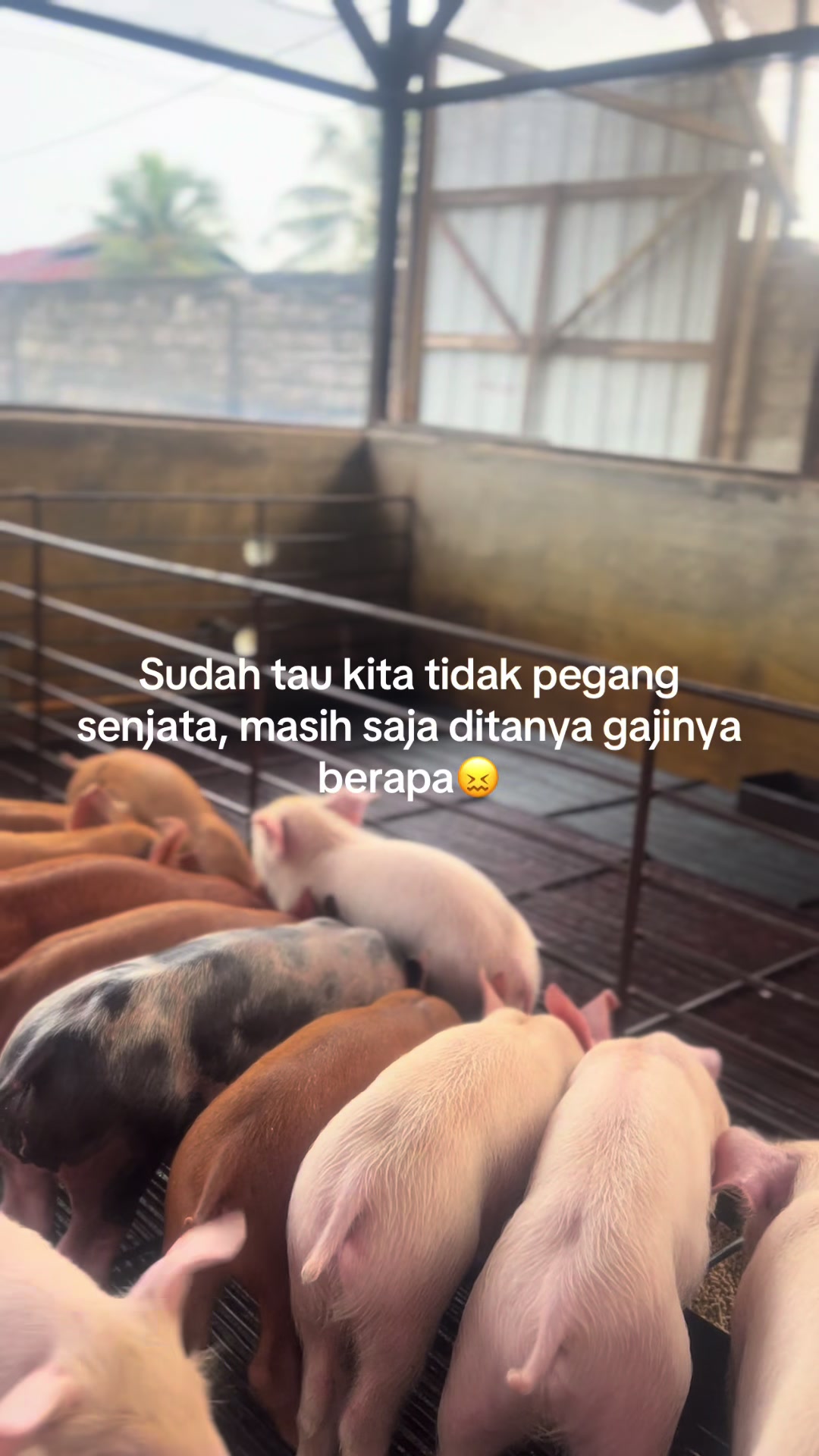 @Twinspiggyfarm01