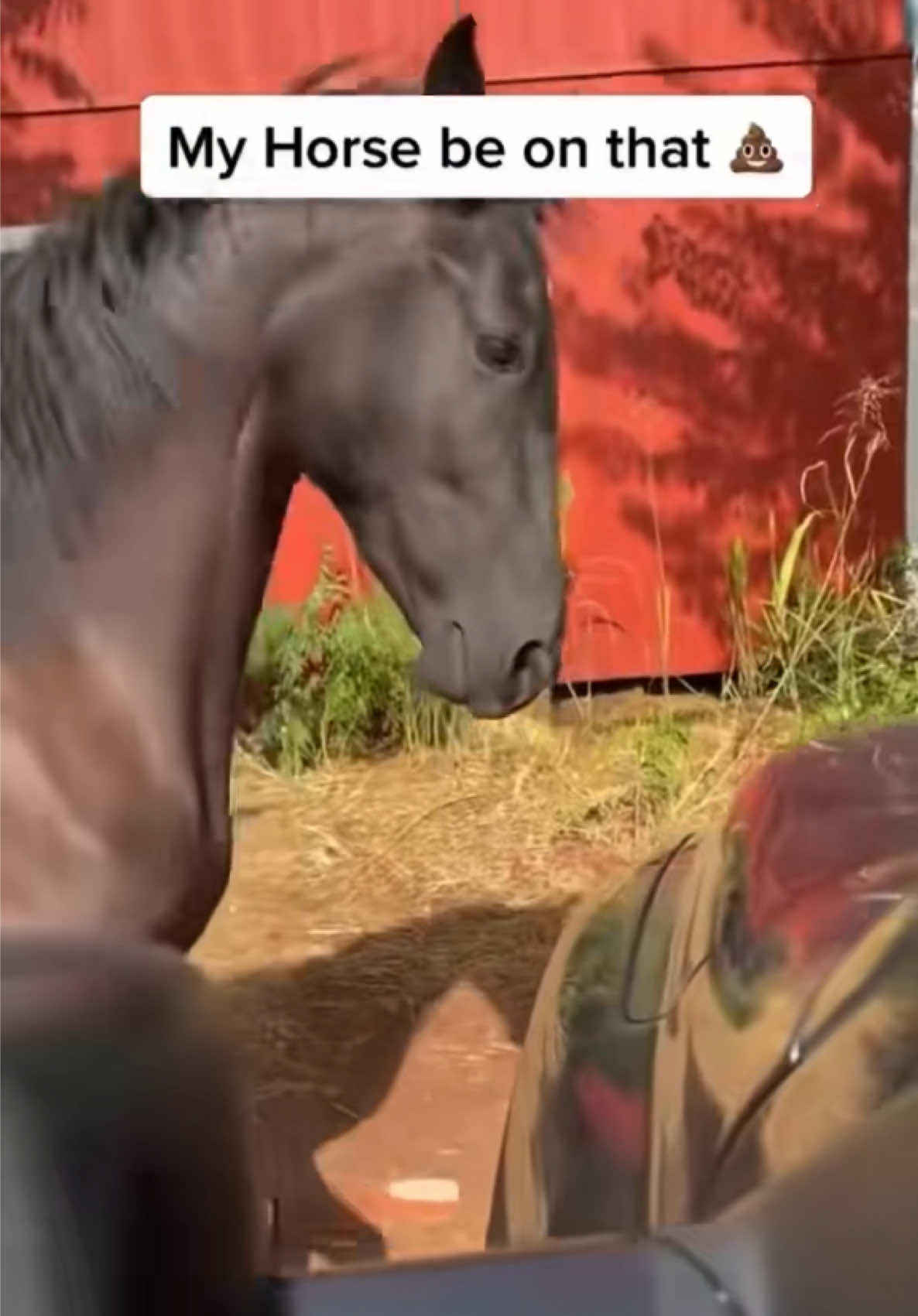 @Billy The Bad Ass Horse