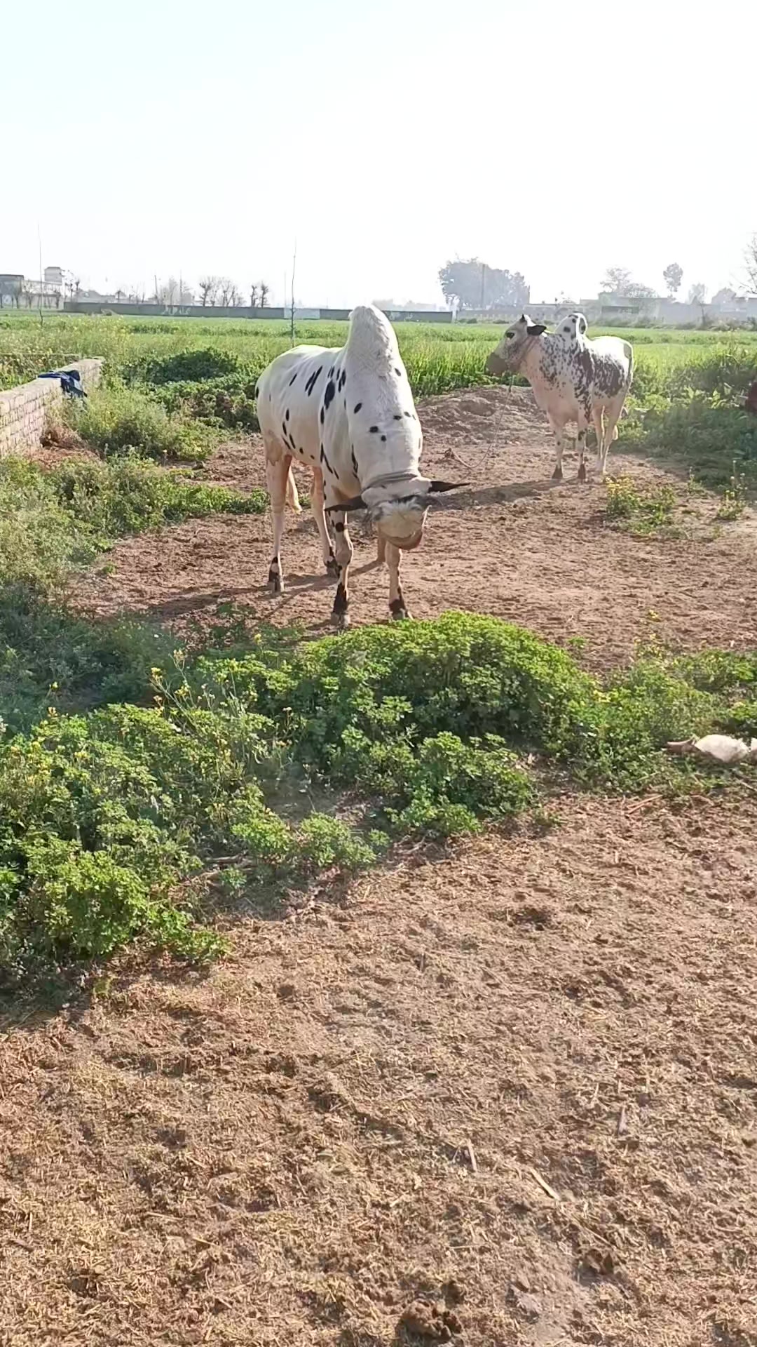 @ایا ڈنگی الہ