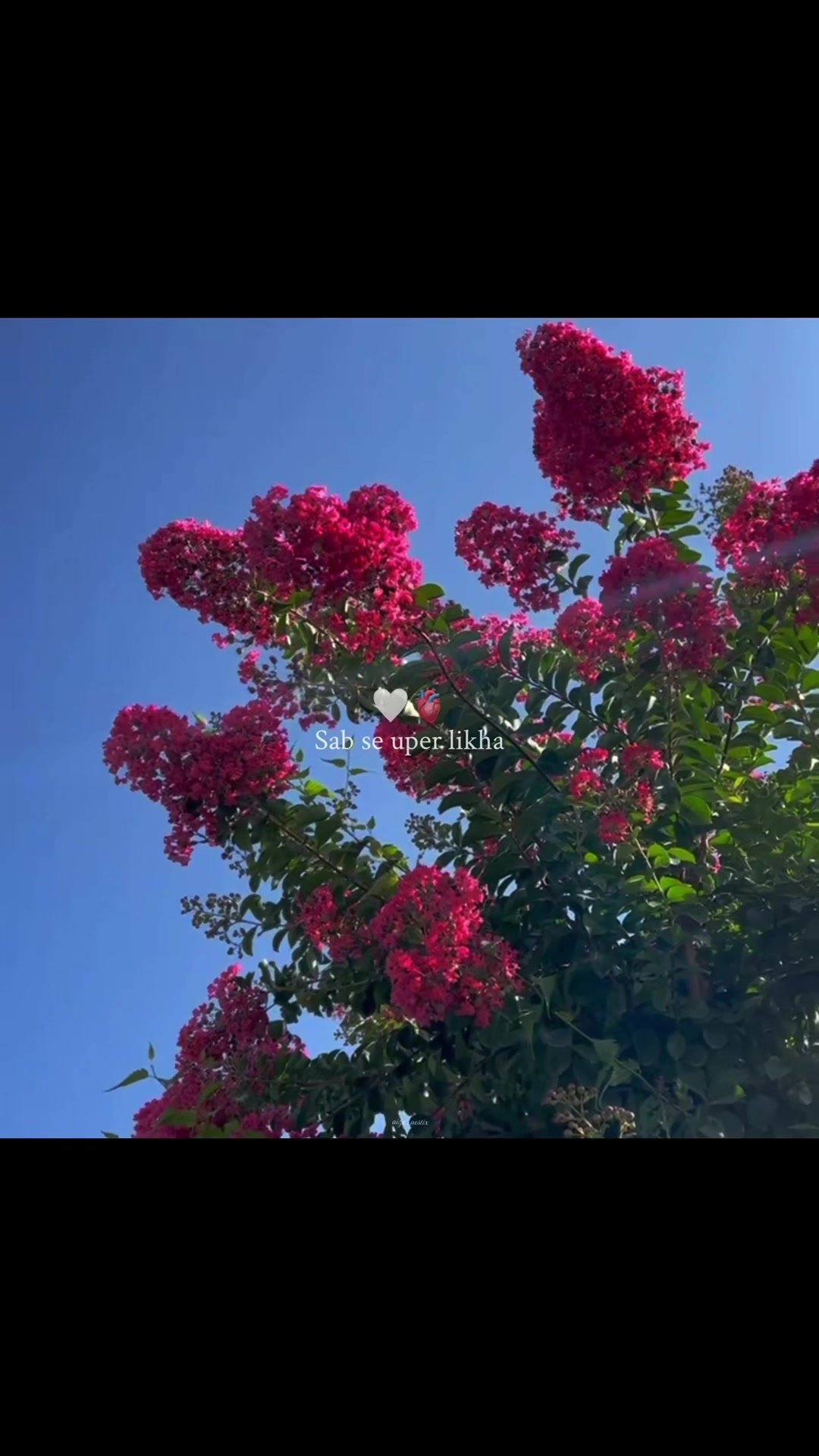 @𝘼 𝙄 𝙕 𝘼 𝙕 &bull; 🐼🍁