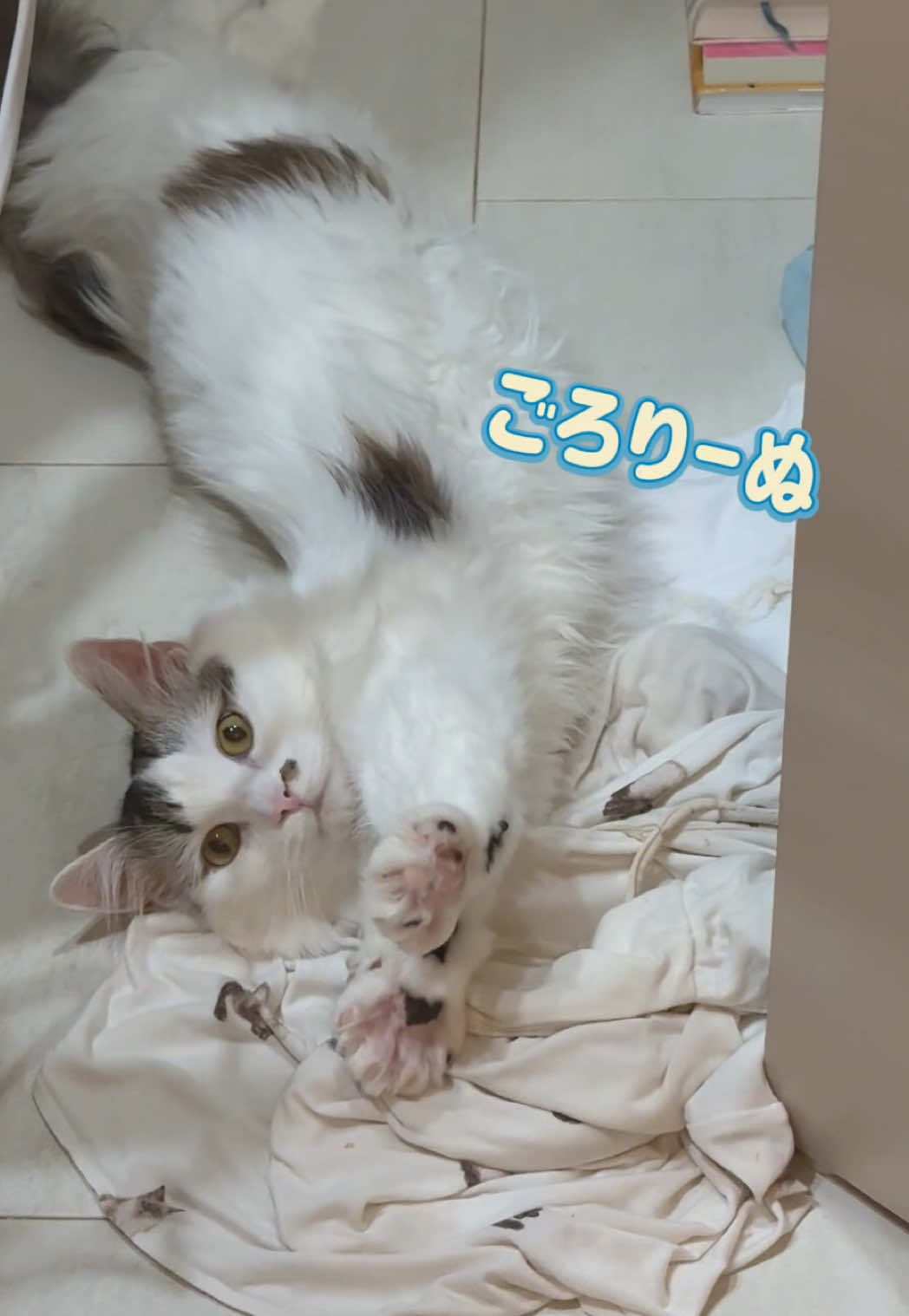 @もっちぬ