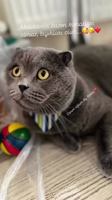 @yenilmez_asi