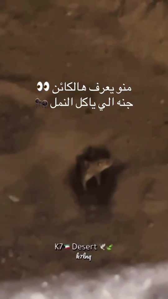 @K7🇰🇼