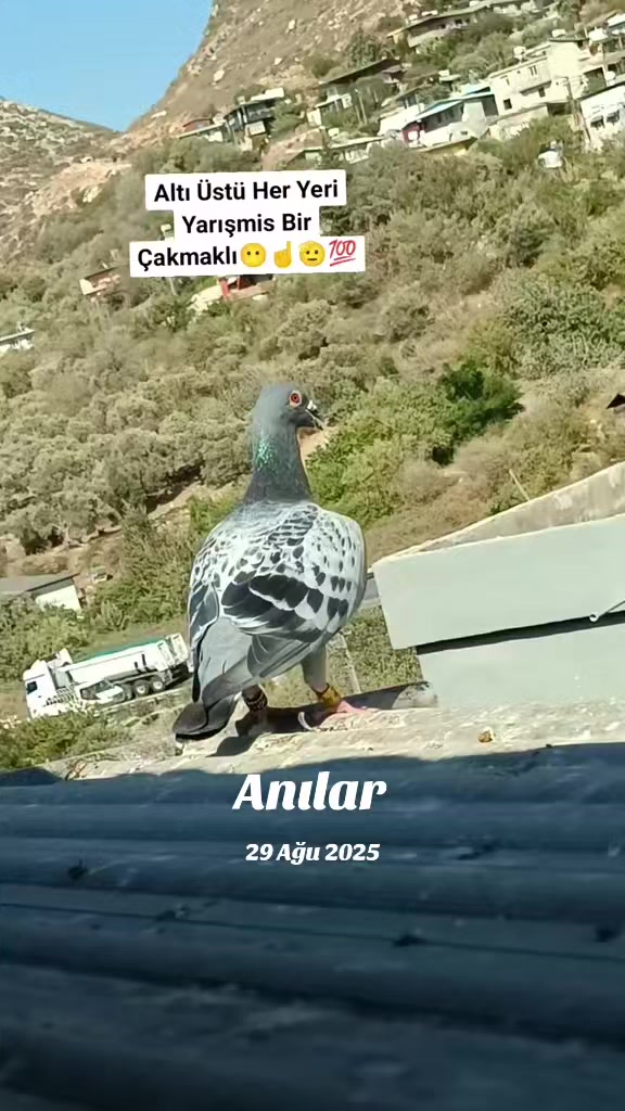 @💎Mito Albayrak💎👑