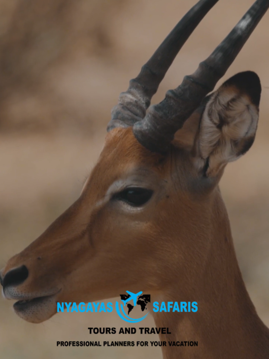 @Nyagayas Safaris 🤝