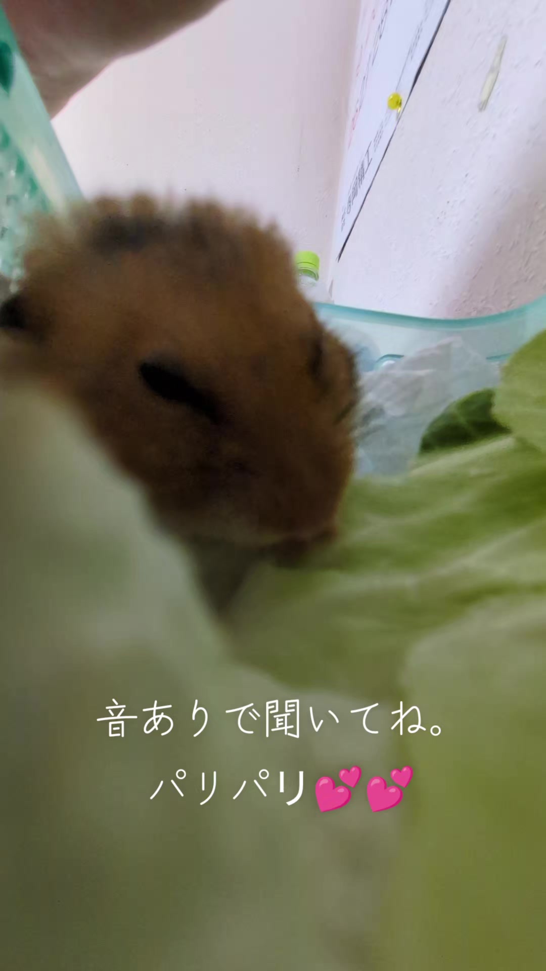 @๐นใใใก๐น