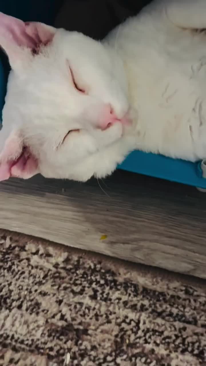 @Лев 🦁 Скавронский❤️