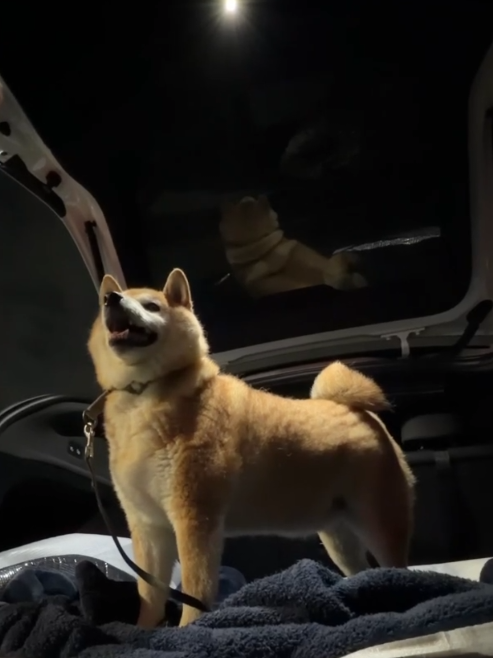 @柴犬とんこつ