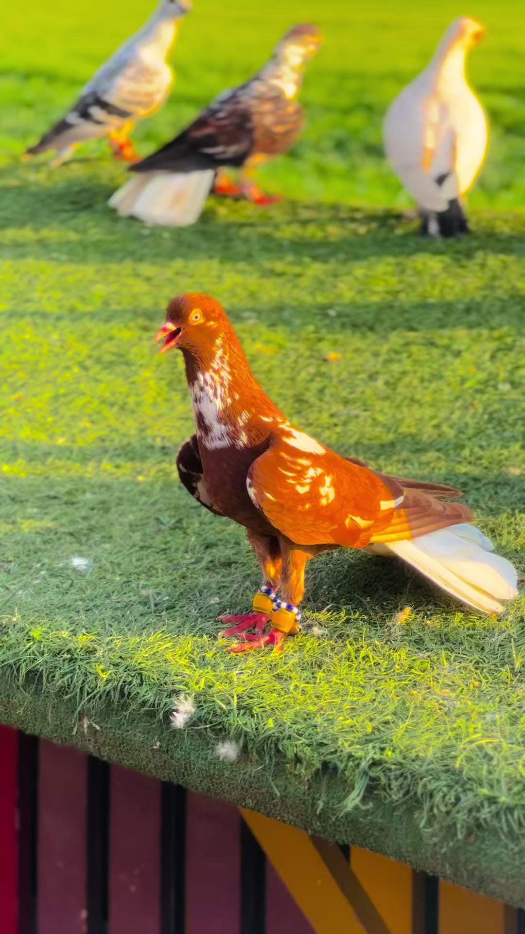 @_𝐤𝐢𝐦 𝐛𝐮 𝐞𝐥𝐯𝐚𝐧𝐜𝛊_