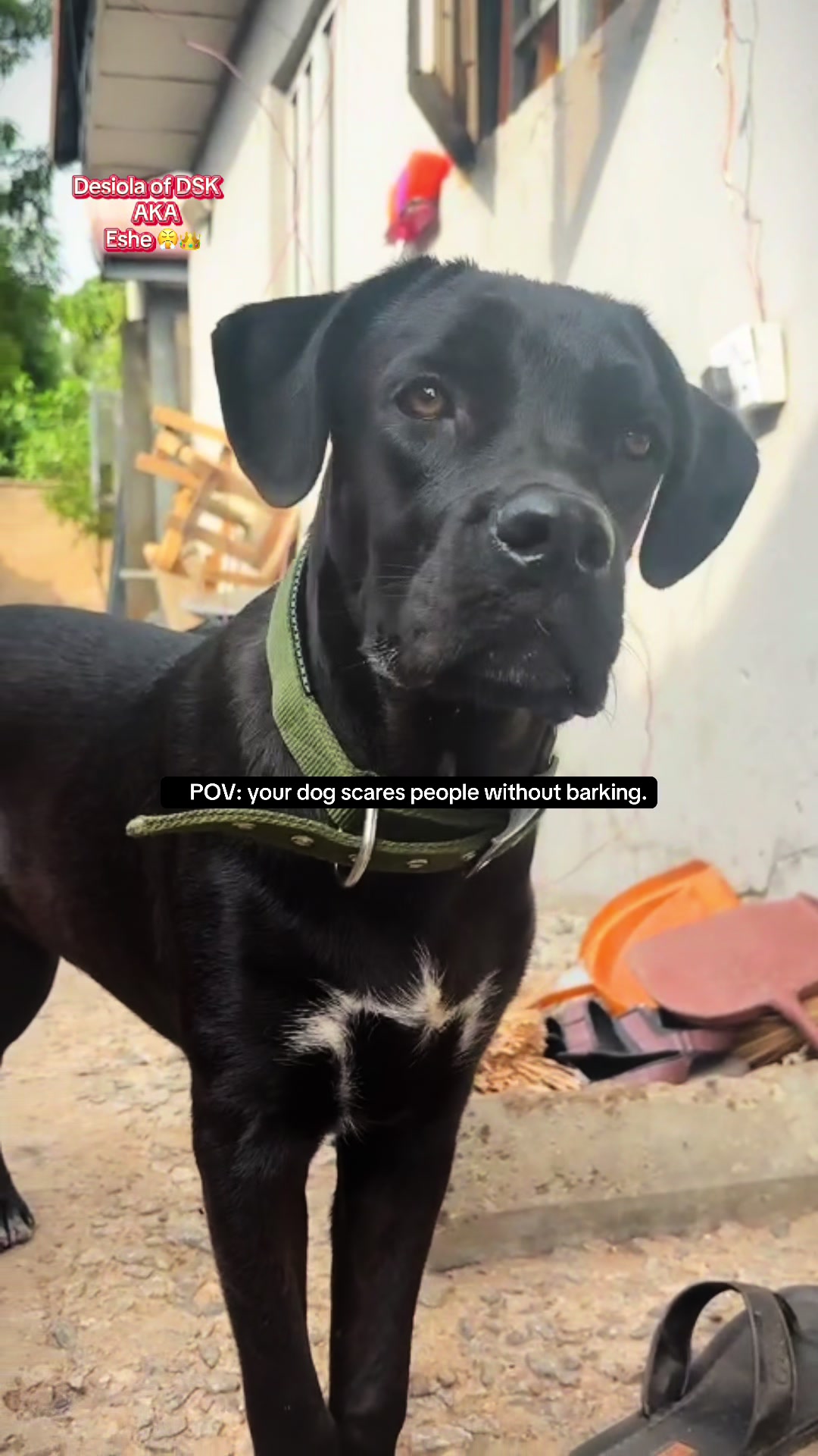 @Nala & Eshe 🦴🐶