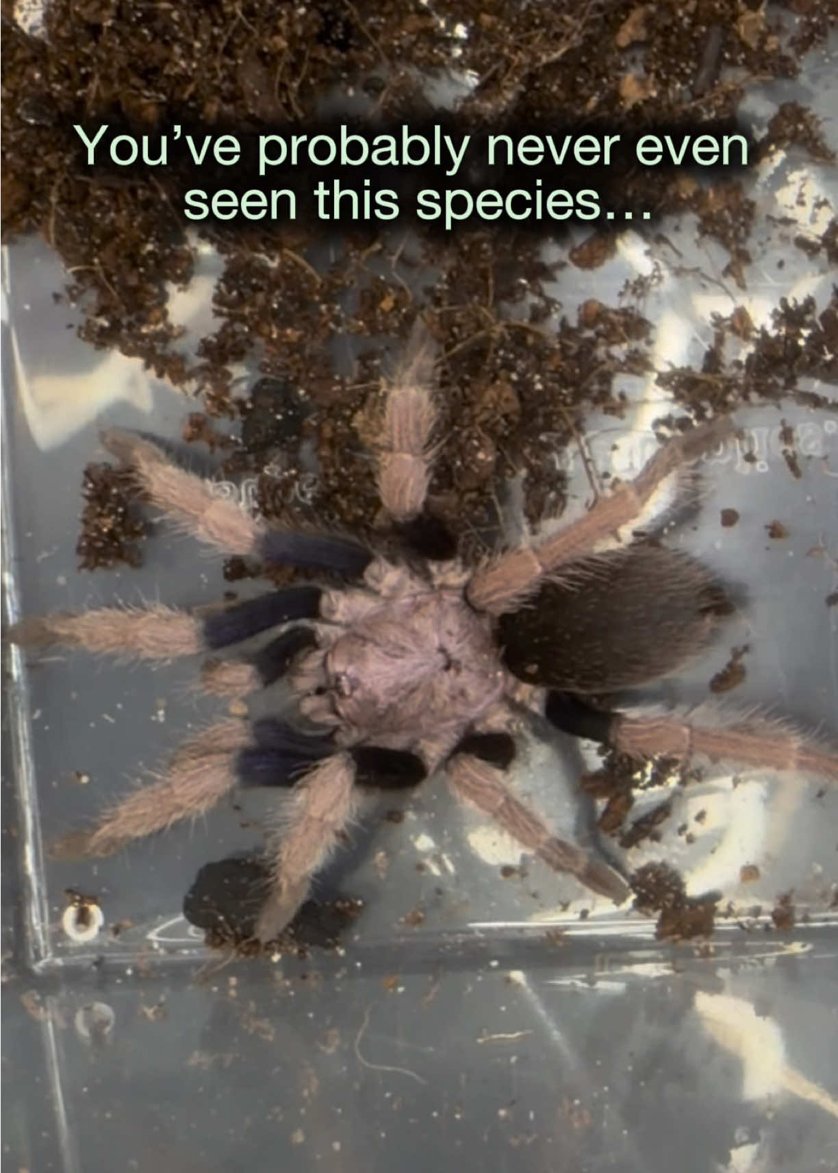 @Spider Conservatory