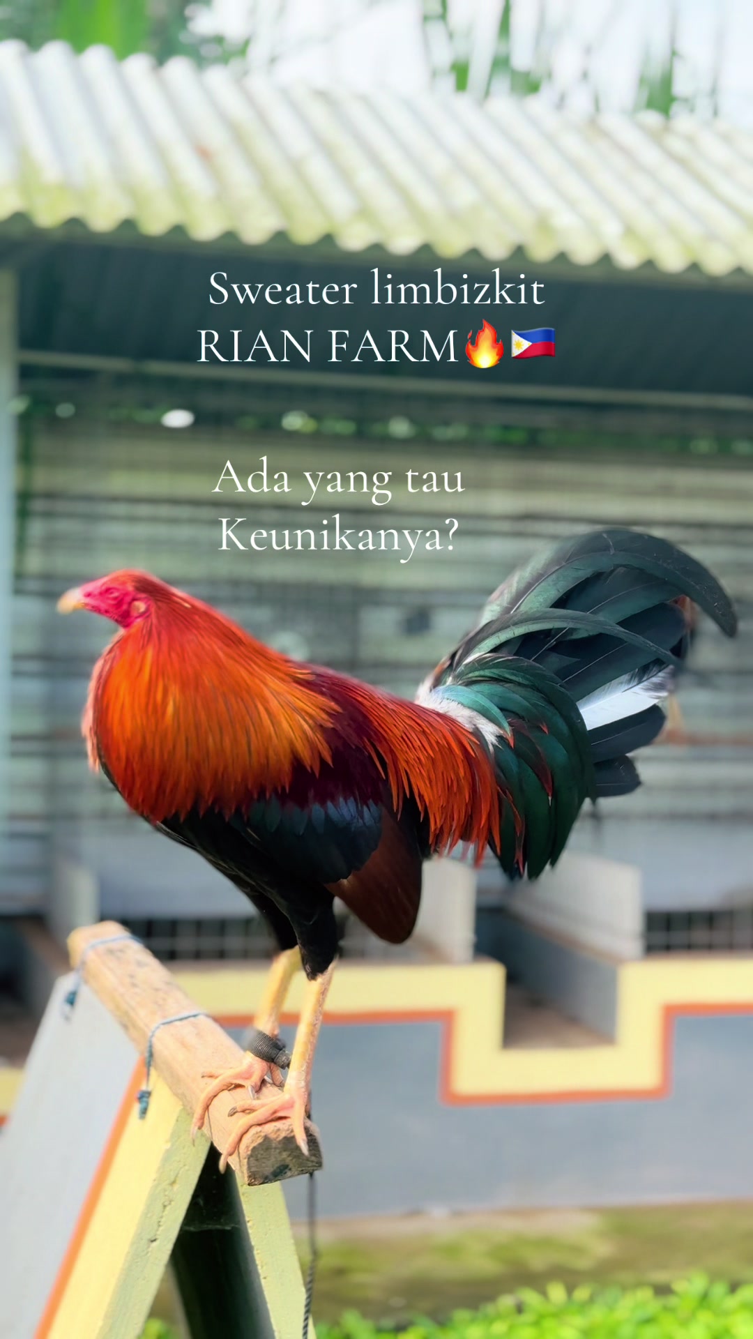@RIAN FARM 1🇵🇭⭐️