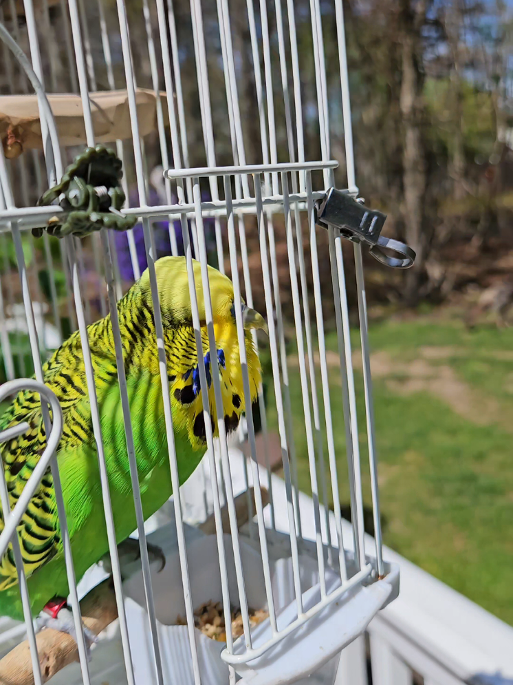 @Run Slow-Mo Charlie🦜