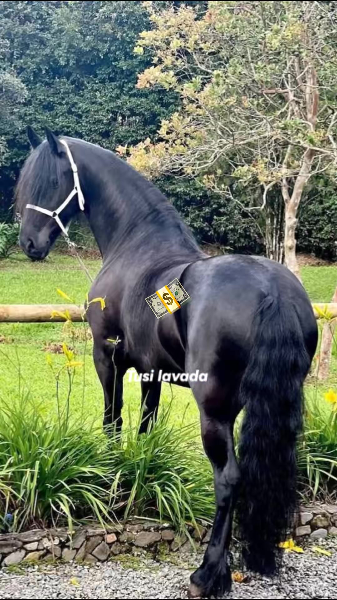 @ganadería🐮 y caballo🐴☠️