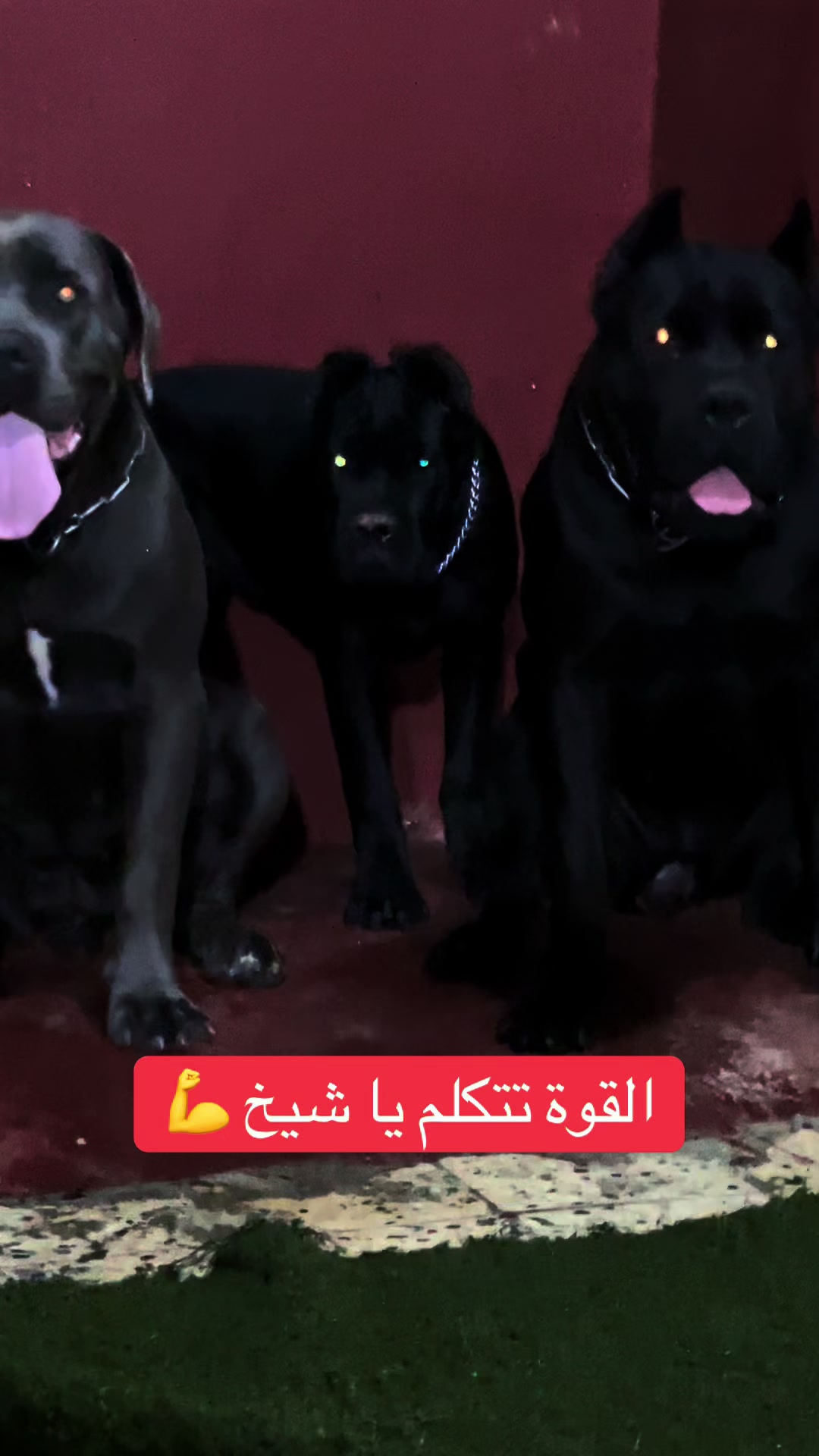 @عصابة الكلاب الإيطالية🇮🇹⚡️🔥