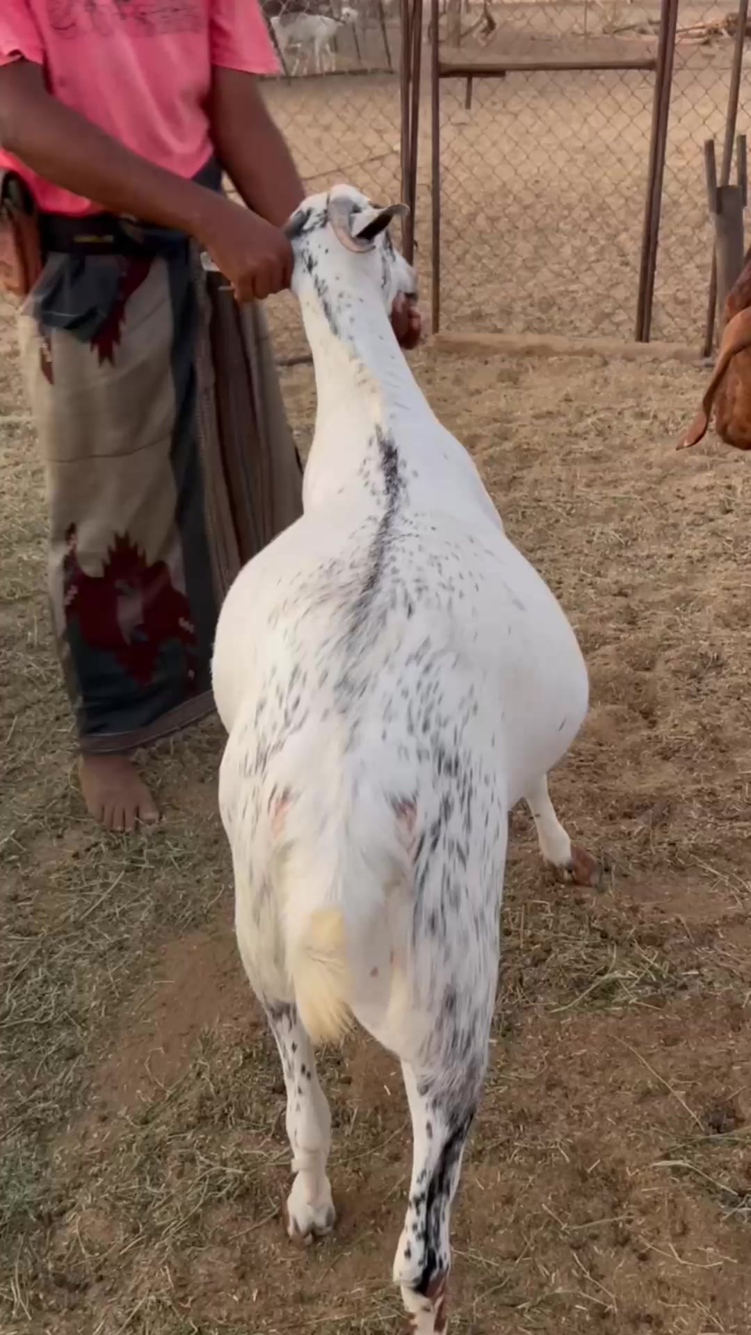 @محمد