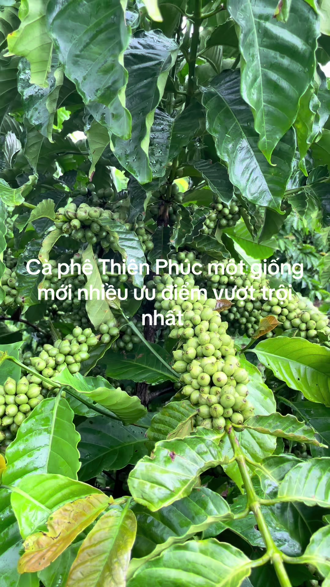 @Thành Bảo Lâm