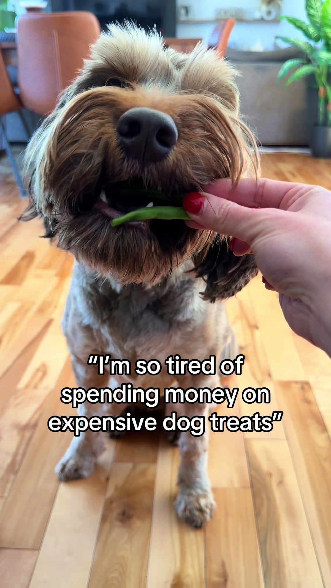 @Dogs Made Simple