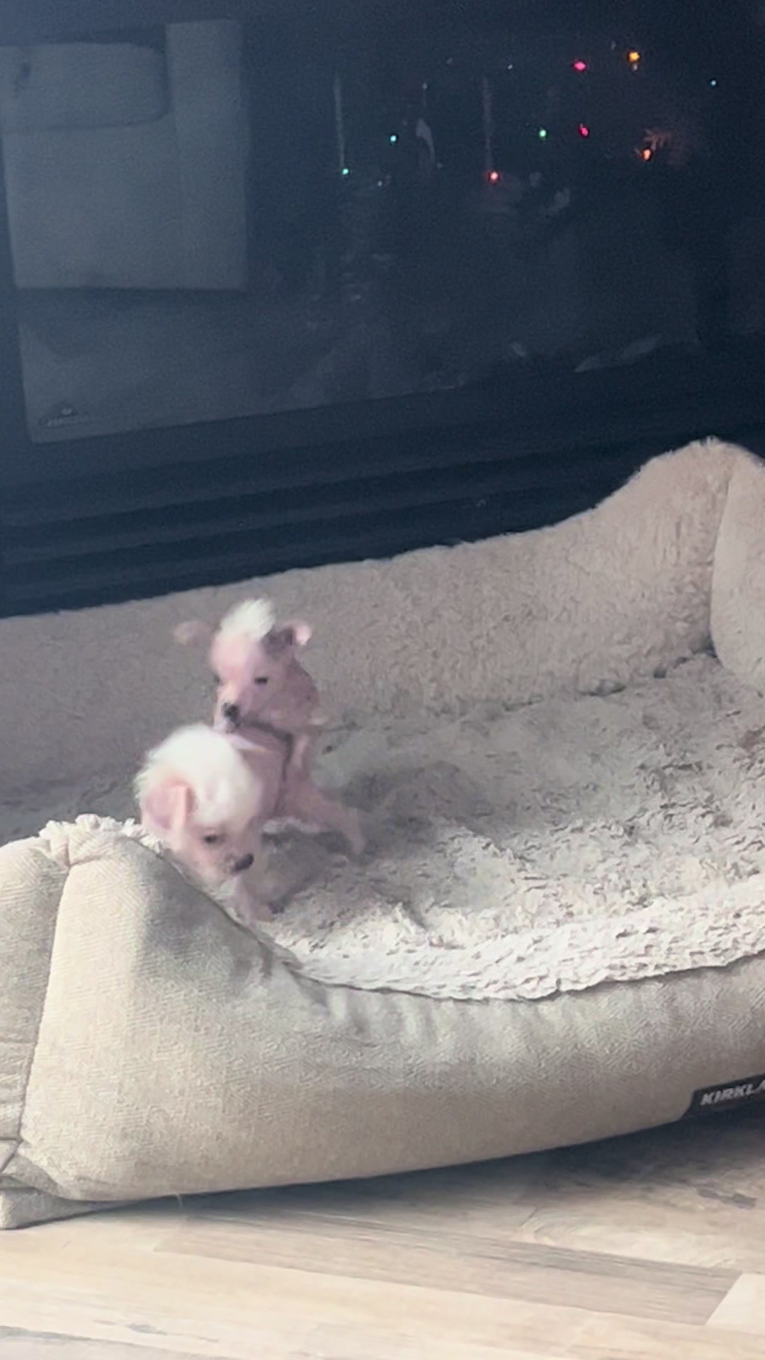 @Chinese Crested Cuties