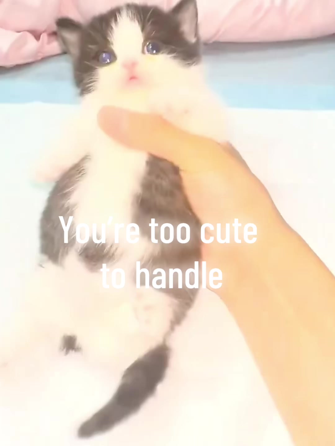 @catbosssss