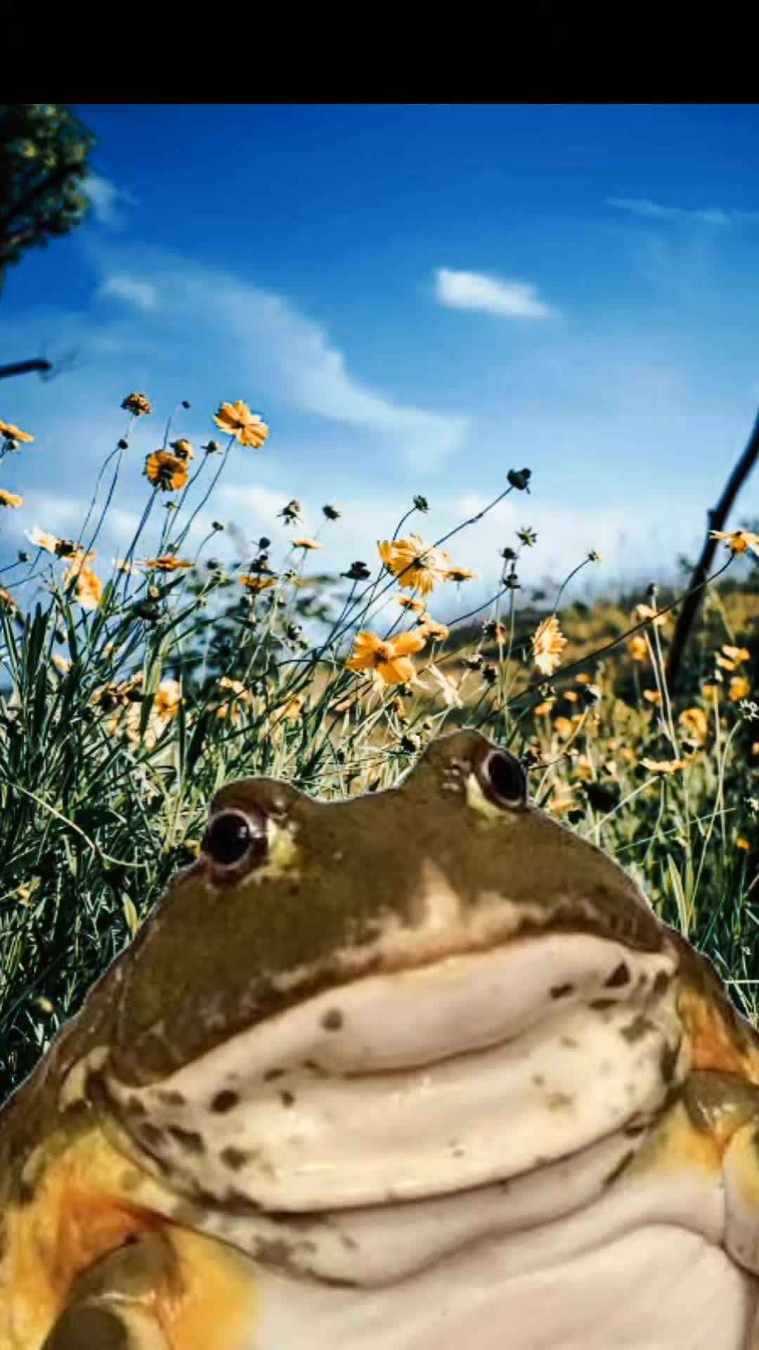 @frogs and autism
