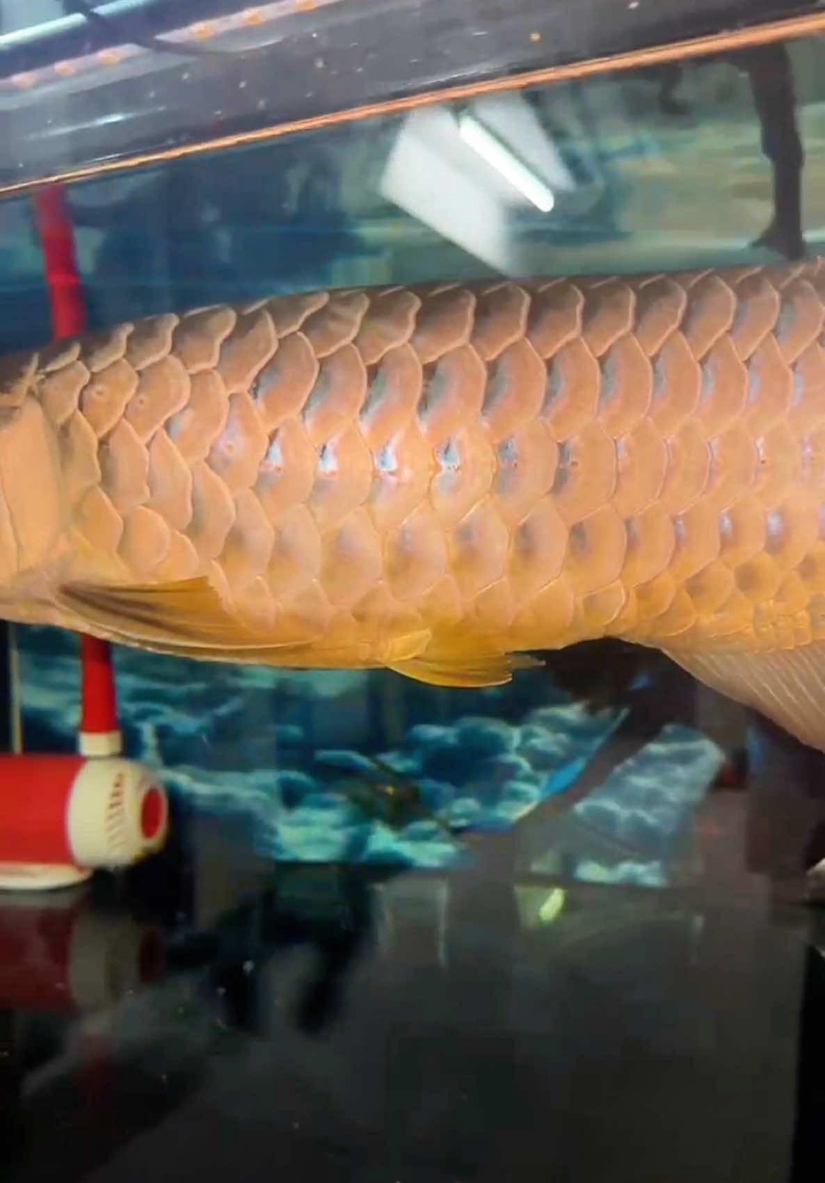 @MK AROWANA SPECIALIST