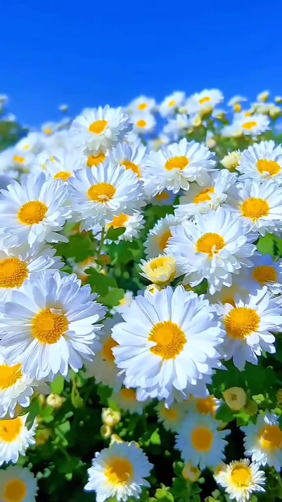 @Dilek Avcı