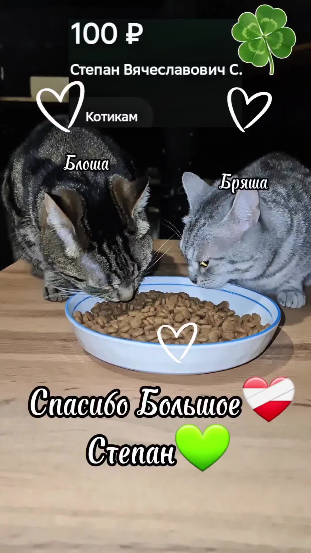 @Кошкин Дом