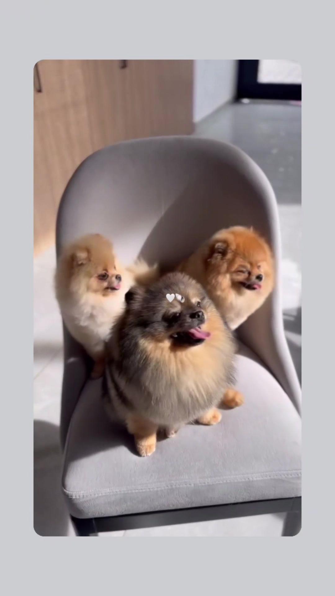 @ani