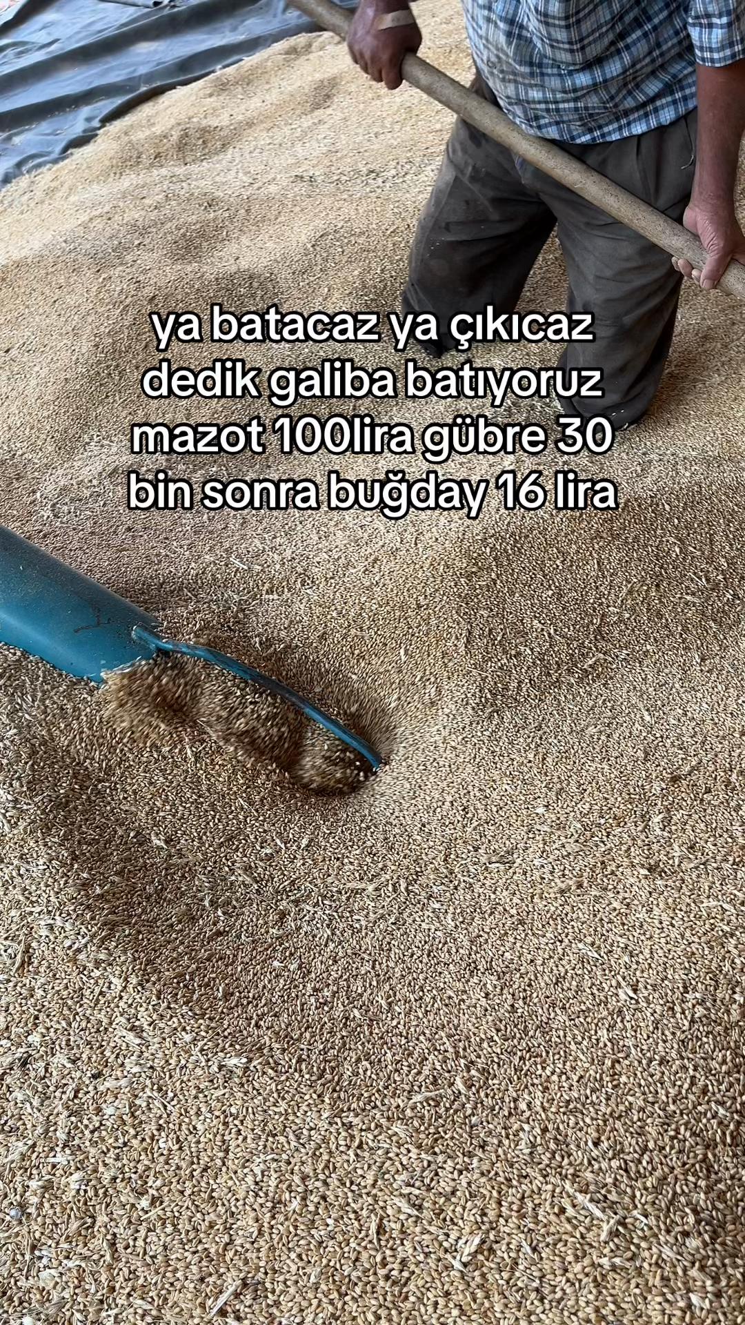 @ลABAN KOLTKA