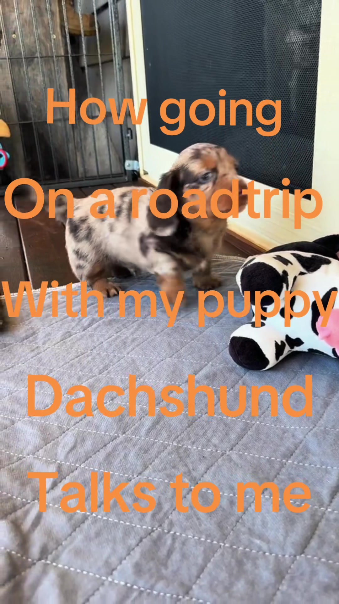 @Cute dachshund core