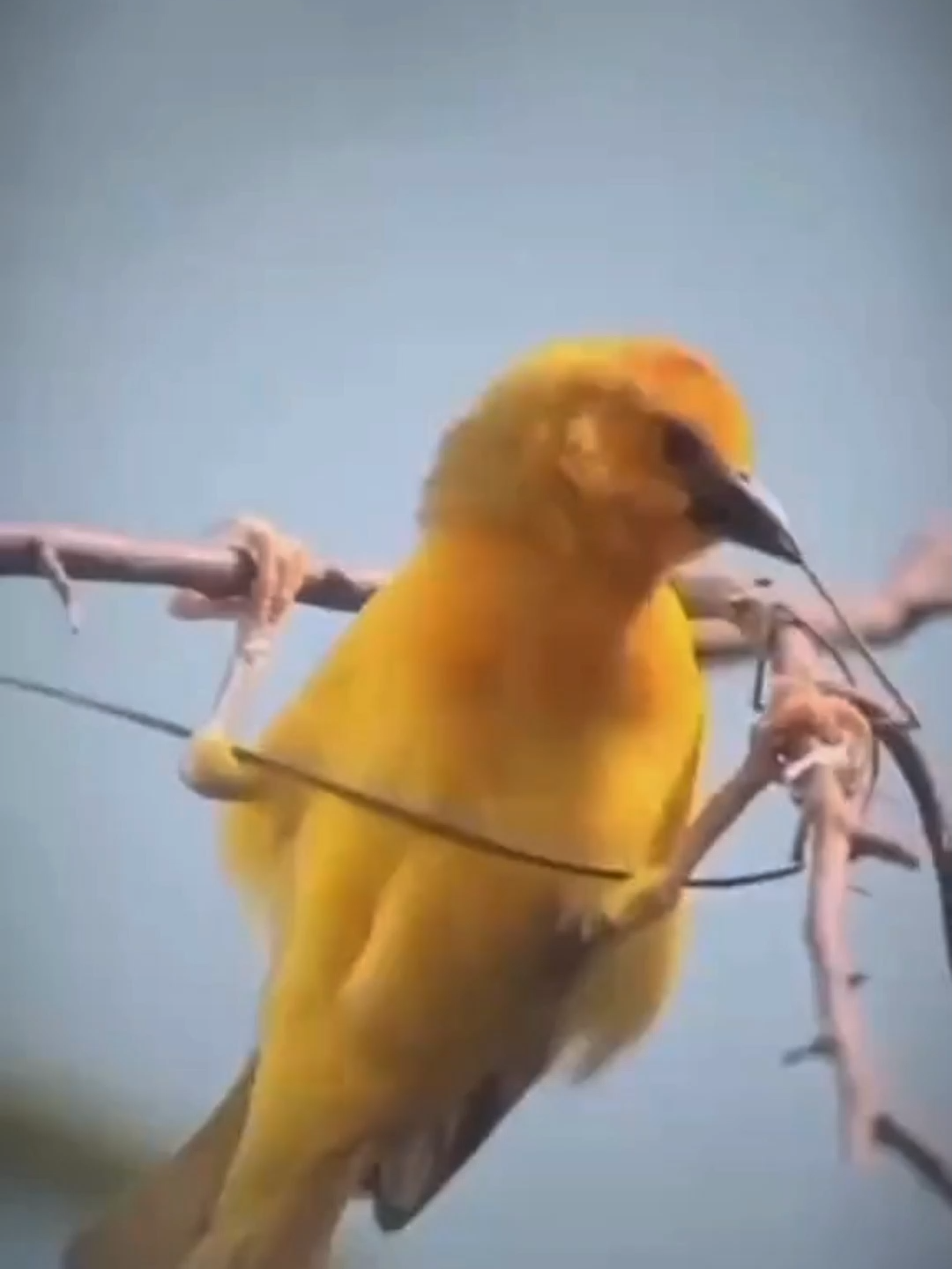@AnimalAnticsArcade