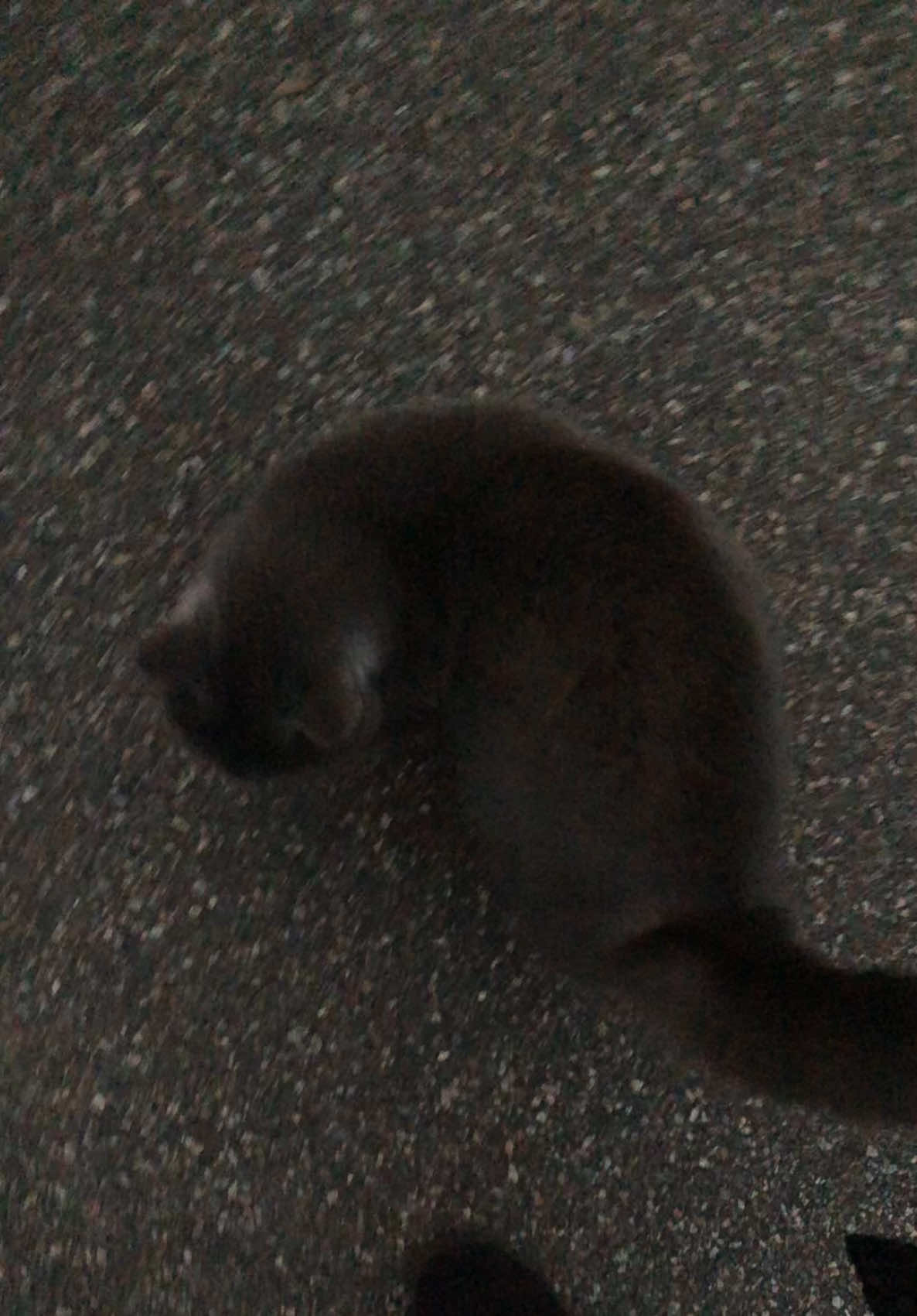 @Cupcake 🧁
