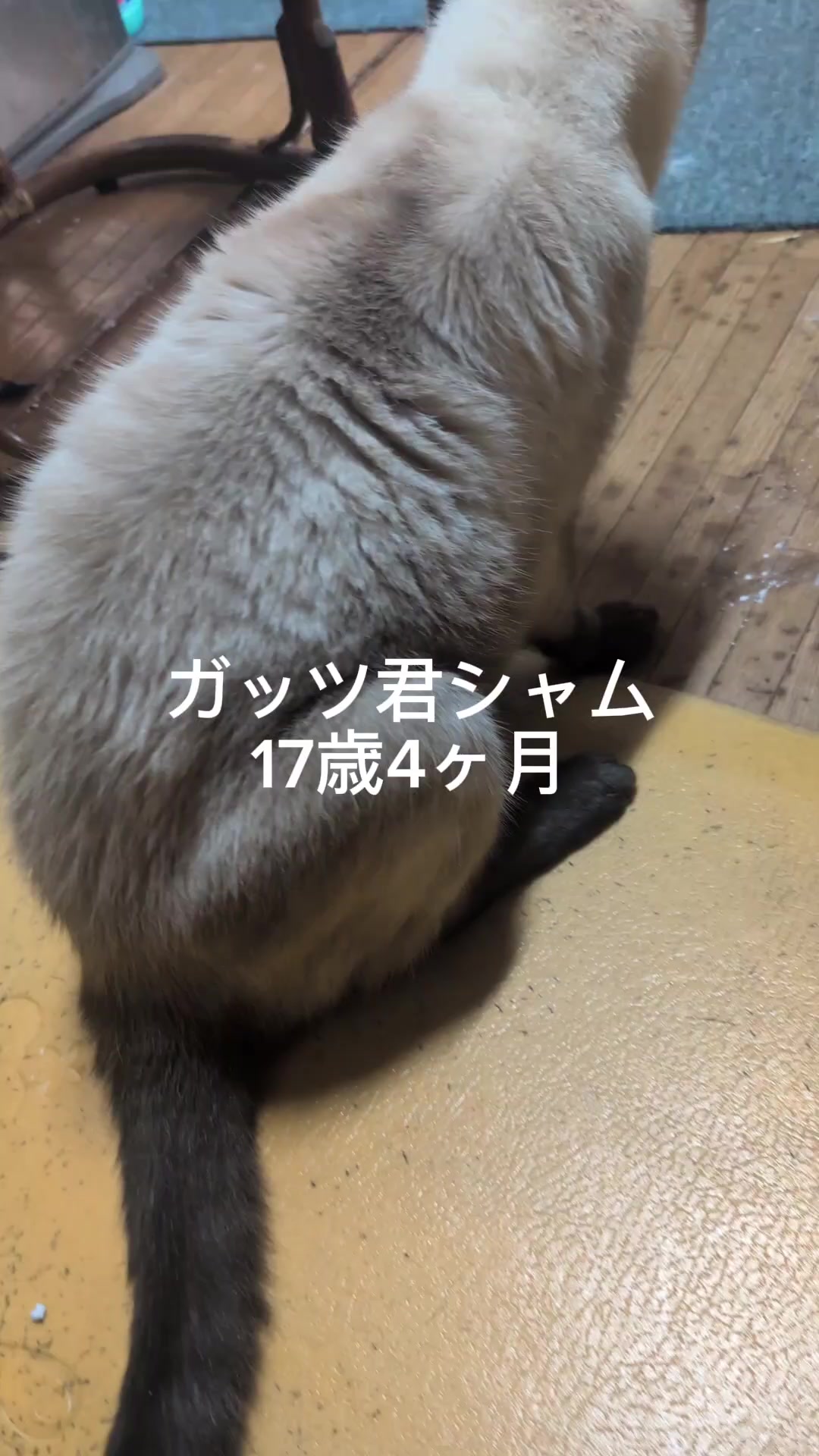 @すいぬこ😻