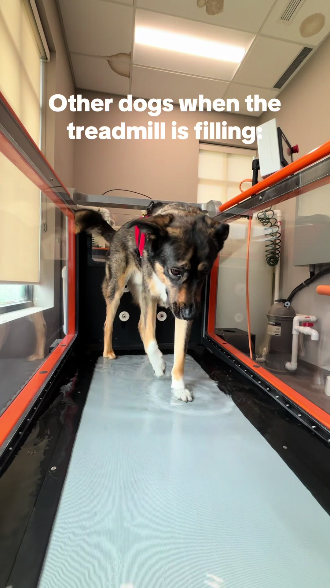@BW.K9.Rehab🇨🇦