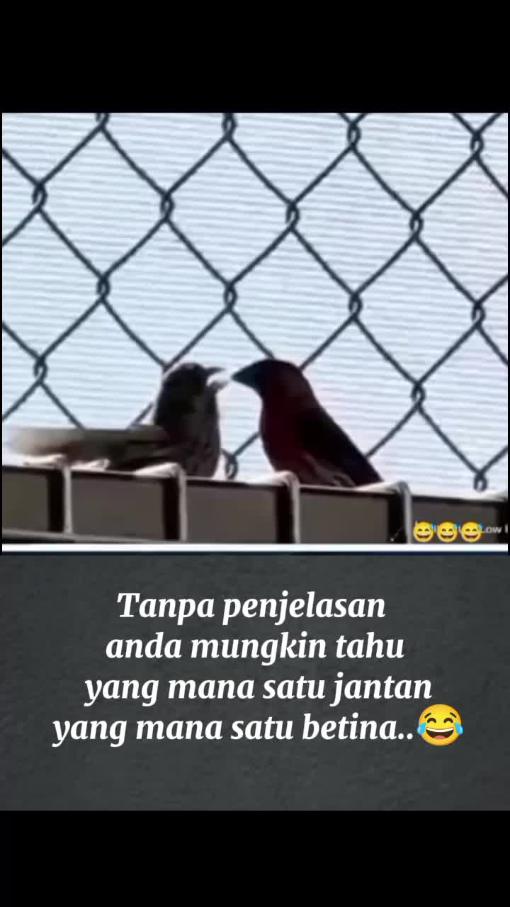 @Lem