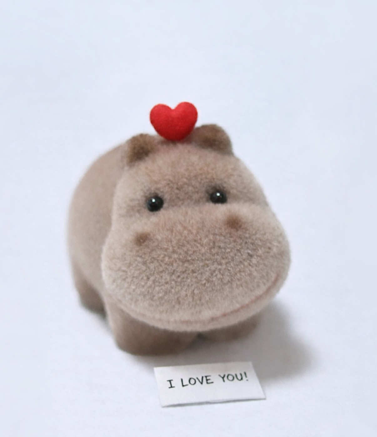 @Baby Hippo