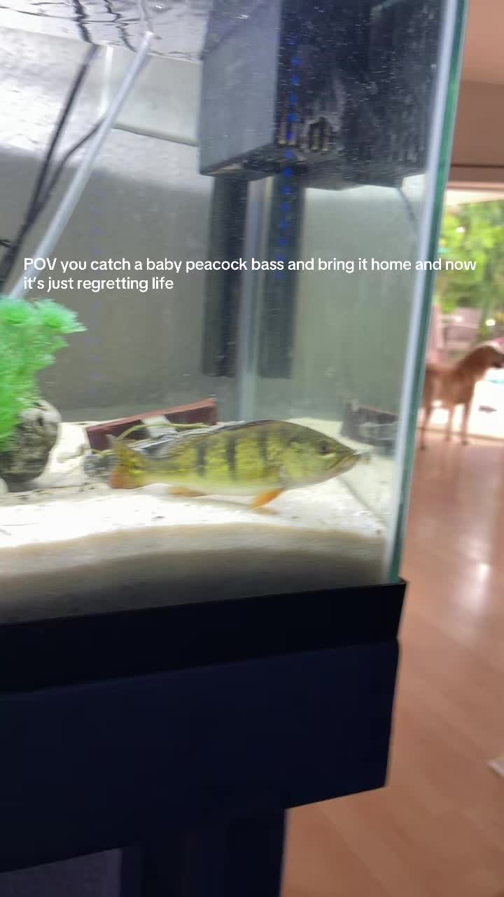@Teamfishing
