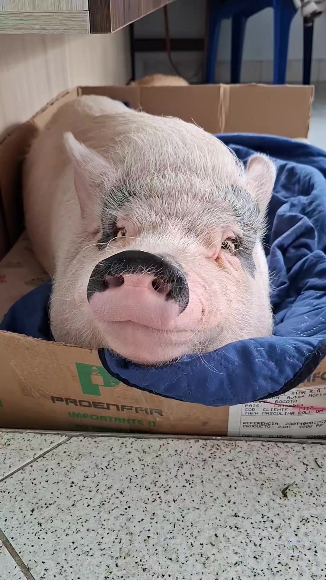 @🐷Ibi.pig🐷