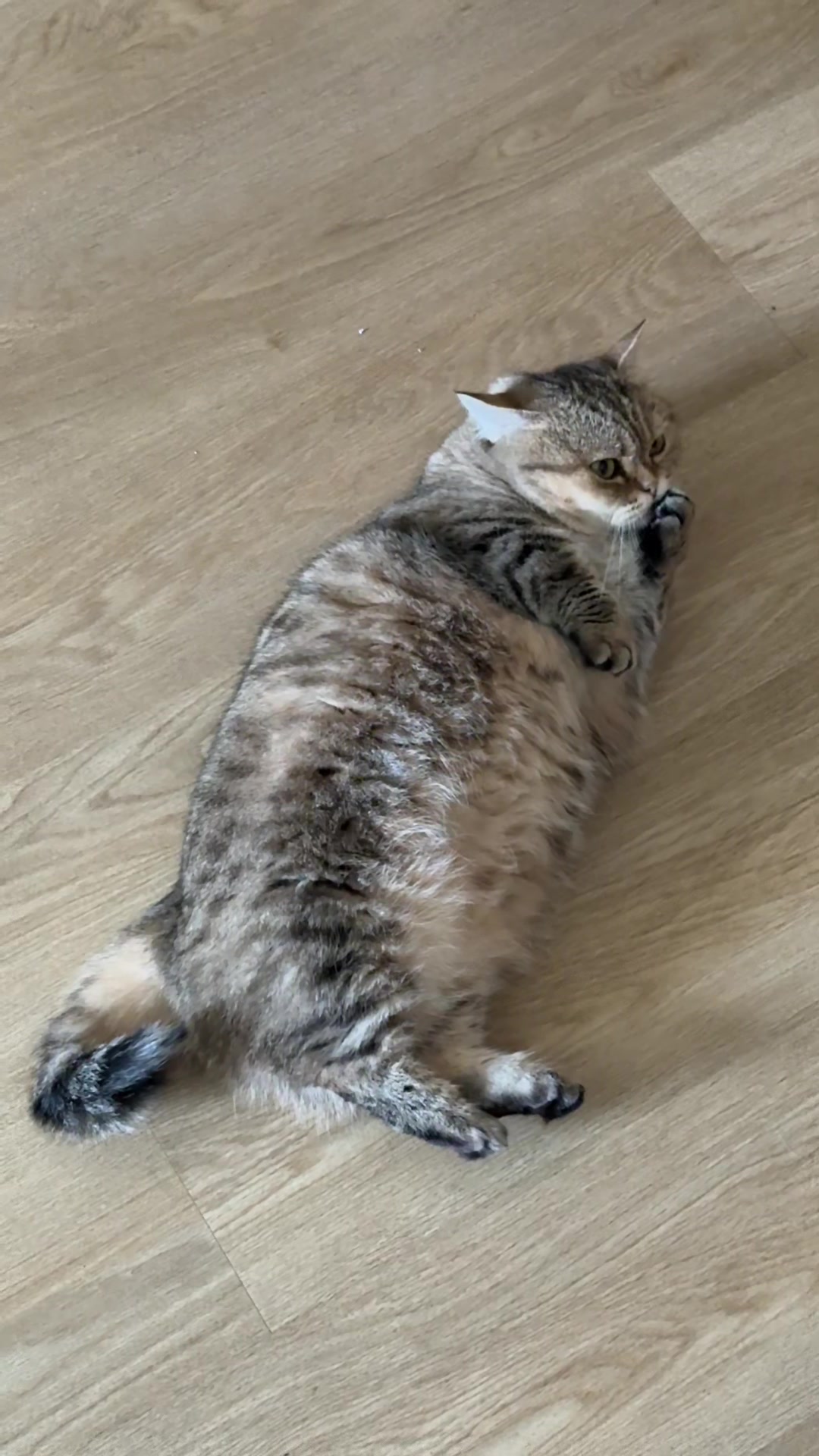 @แมวถังแก๊สชอบกลิ้ง