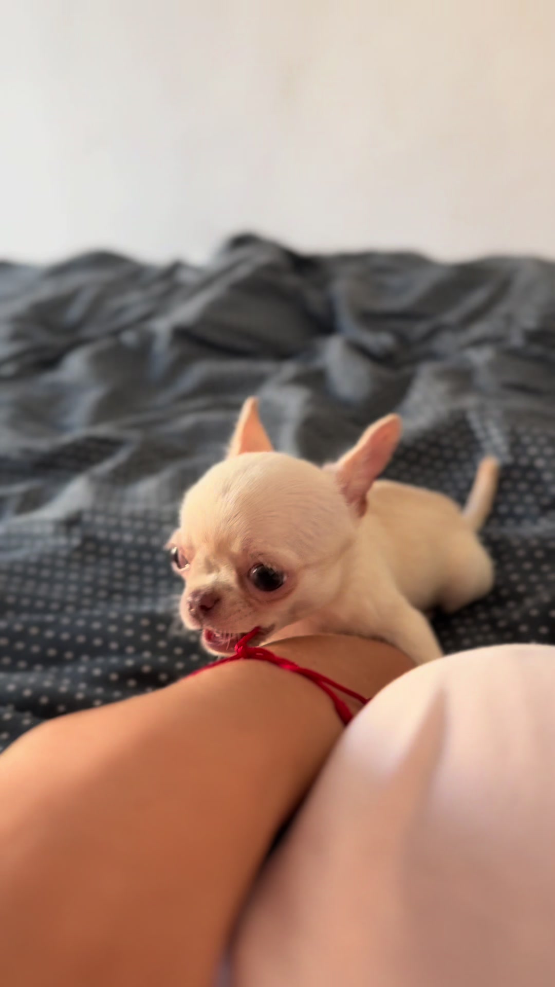 @teacupchihuahua